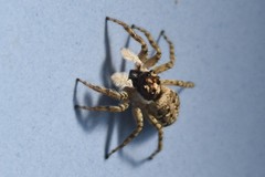 Menemerus semilimbatus