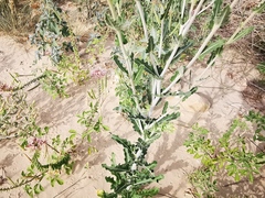 Mentzelia reverchonii