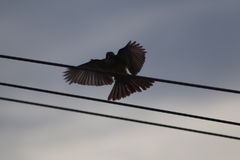 Tyrannus melancholicus