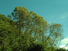 Lippia hirsuta