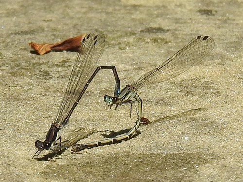 Blue-tipped Dancer photo 6