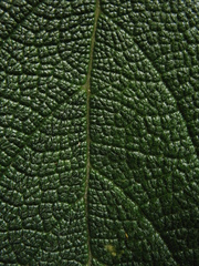Lippia hirsuta