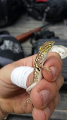 Holbrookia propinqua