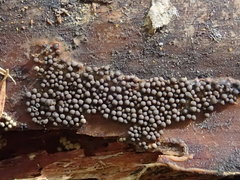Cribraria argillacea