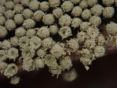 Cribraria argillacea