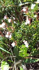 Phyllodoce nipponica