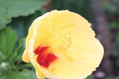 Hibiscus rosa-sinensis