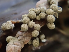 Cribraria argillacea