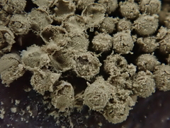 Cribraria argillacea