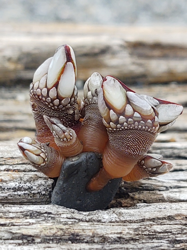 Gooseneck Barnacle