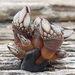 Gooseneck Barnacle - Photo (c) lisamaree, some rights reserved (CC BY-NC), uploaded by lisamaree