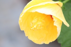 Hibiscus rosa-sinensis