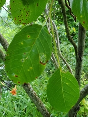 Amelanchier canadensis