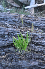 Plantago maritima juncoides