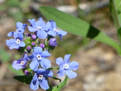 Hackelia velutina
