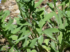 Hackelia velutina