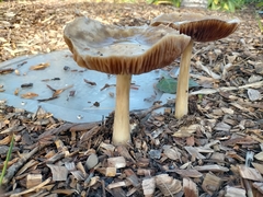 Volvopluteus gloiocephalus