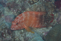 Cephalopholis urodeta