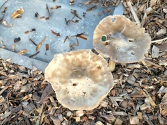 Volvopluteus gloiocephalus