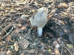 Volvopluteus gloiocephalus