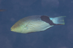 Bodianus loxozonus