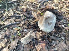 Volvopluteus gloiocephalus