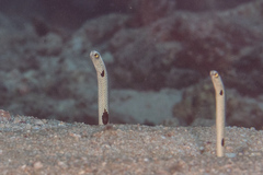 Heteroconger hassi