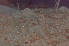 Gorgasia maculata