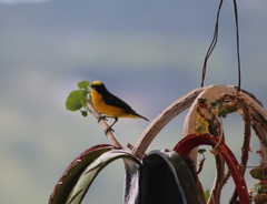 Euphonia laniirostris
