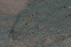 Heteroconger hassi