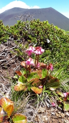 Schizocodon soldanelloides