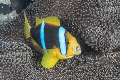 Amphiprion chrysopterus