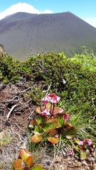 Schizocodon soldanelloides