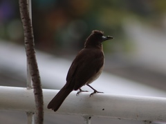 Turdus ignobilis