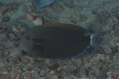 Acanthurus nigricauda