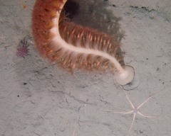 Anthoptilum grandiflorum
