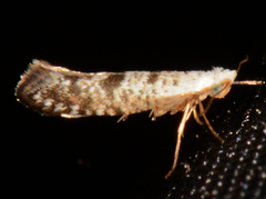 Argyresthia thuiella