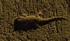 Tarentola mauritanica