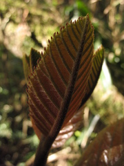Meliosma arenosa