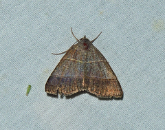 Ptichodis ovalis