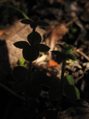 Galium canescens