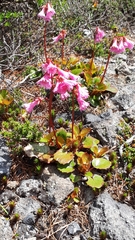 Schizocodon soldanelloides