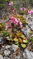 Schizocodon soldanelloides