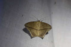 Prochoerodes marciana