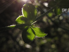 Galium canescens