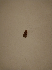 Noctua fimbriata