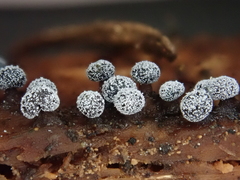 Didymium melanospermum