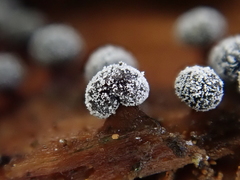 Didymium melanospermum