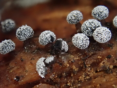 Didymium melanospermum