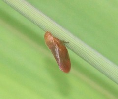 Eoscarta eos